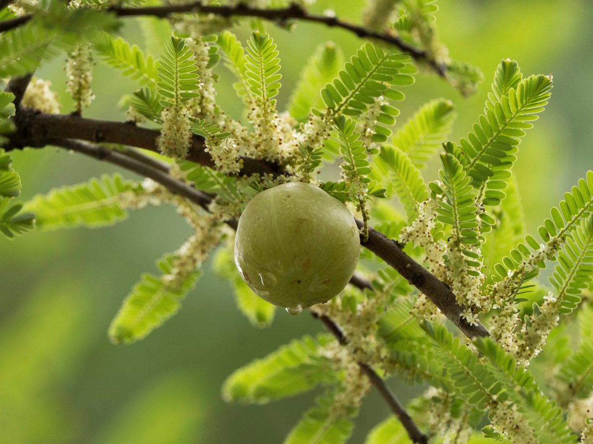 Amla fruit, Phyllanthus emblica, on the branch