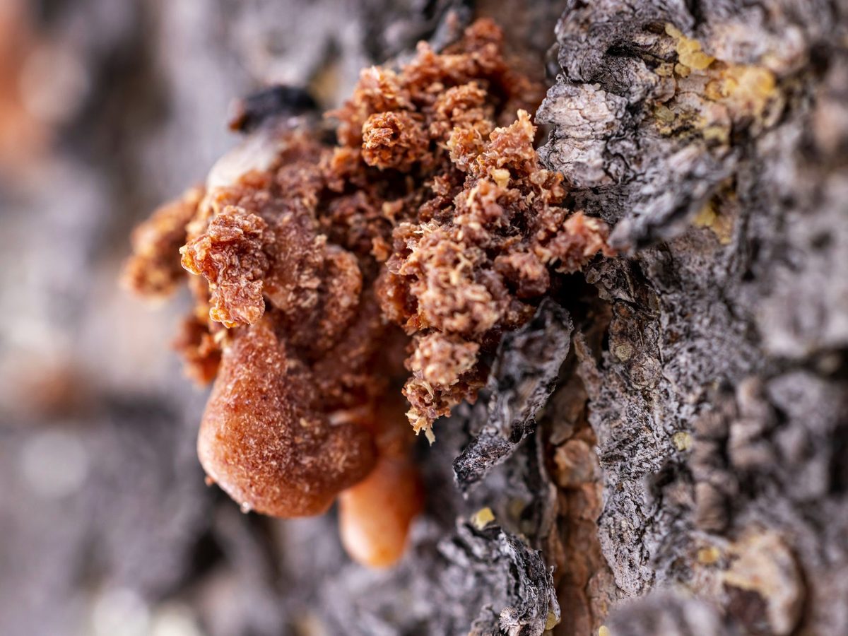 Resin on the bark of a tree, the oleo-gum-resin from which Boswellia extract is made