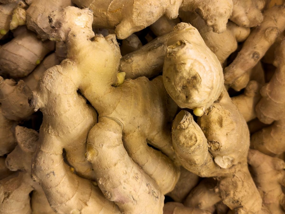 Ginger rhizomes, Zingiber officinale, before drying and milling