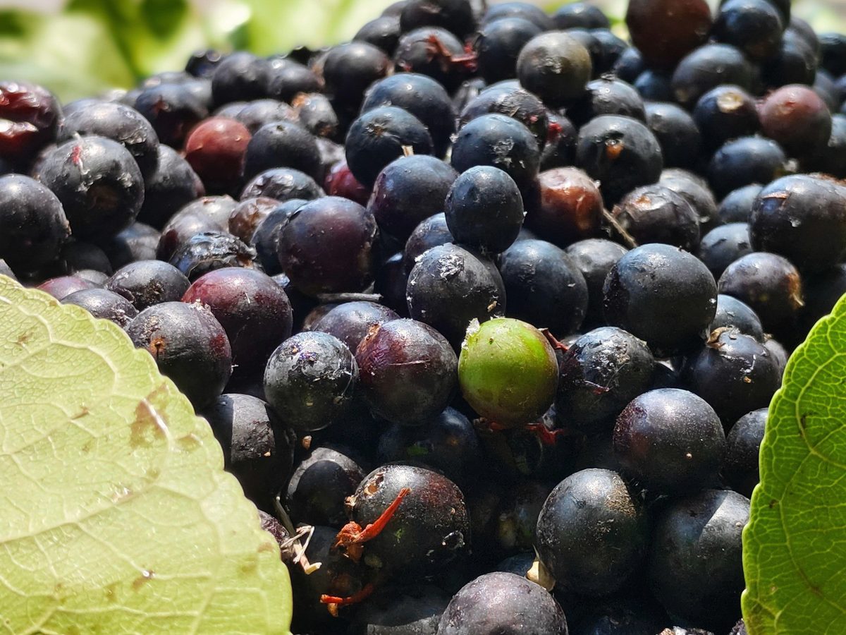 Ripe jamun fruit, Syzygium cumini, whose seeds are used for the extract
