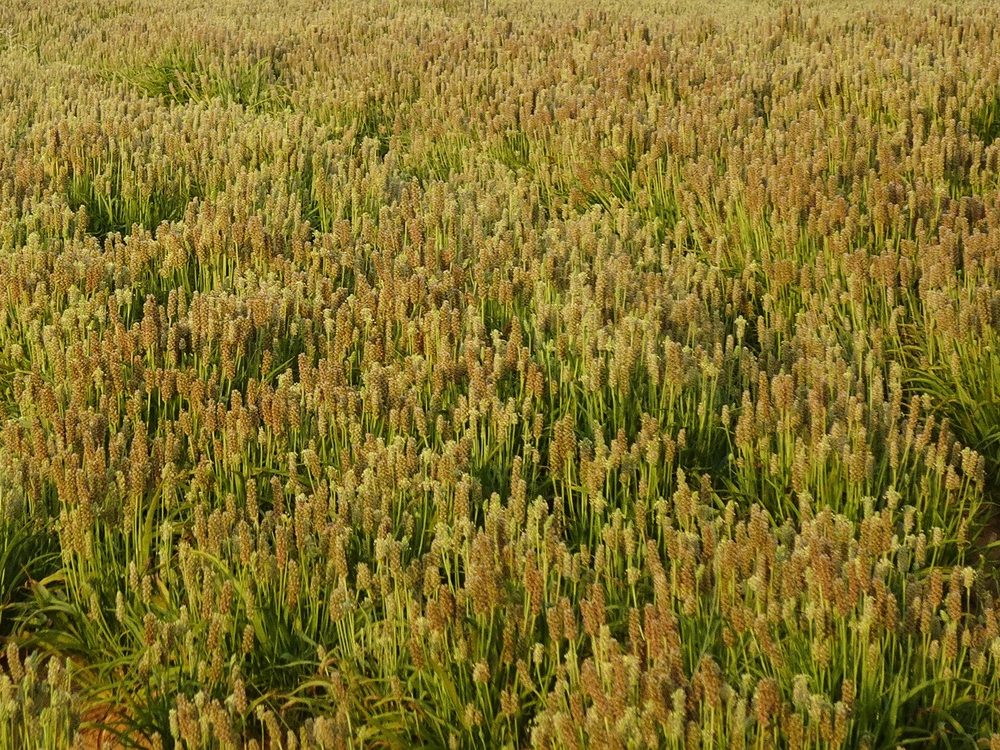 Plantago ovata growing in the field before the seed harvest