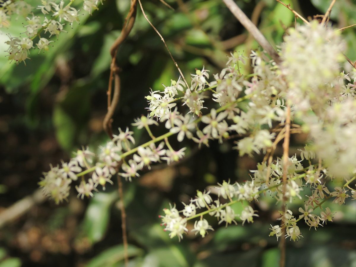 Asparagus racemosus in flower, the plant whose tuberous root is used for shatavari