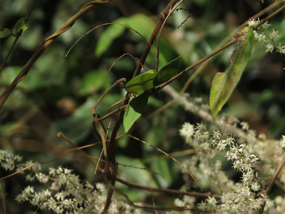 Asparagus racemosus, the shatavari plant, in flower