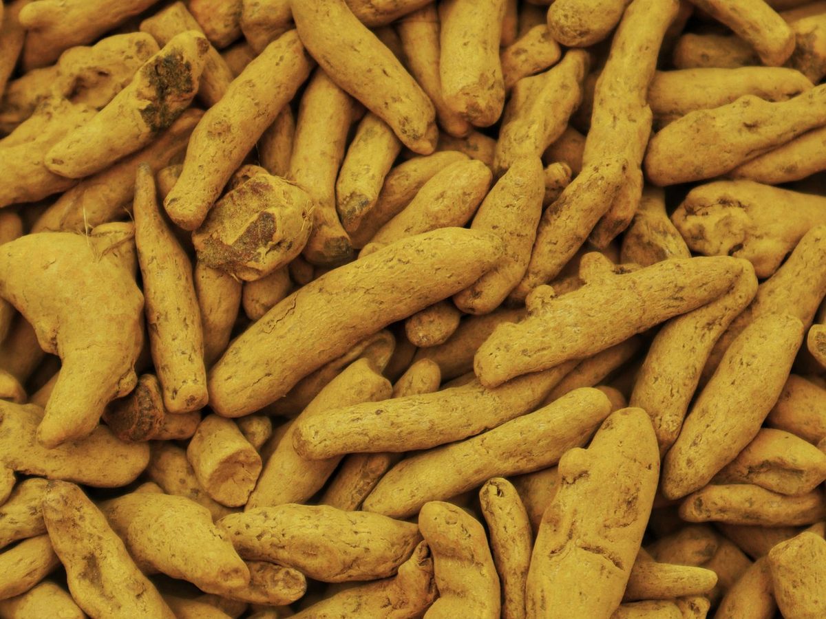 Dried turmeric fingers, Curcuma longa, before milling