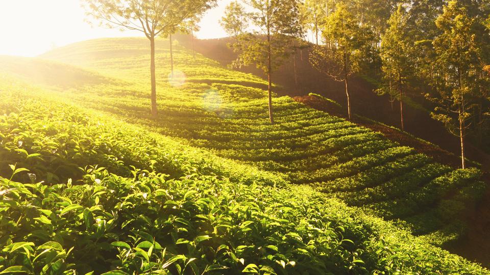 Morning sun over rows of tea and trees on a hillside in Munnar, Kerala