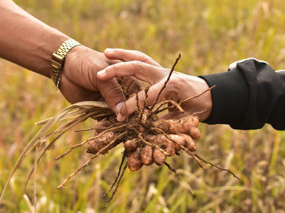 Two hands passing a freshly dug turmeric root in a field