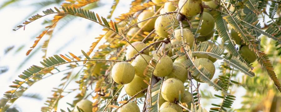 Amla, the Indian gooseberry, ripening on the branch