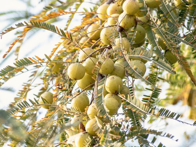 Amla, the Indian gooseberry, ripening on the branch